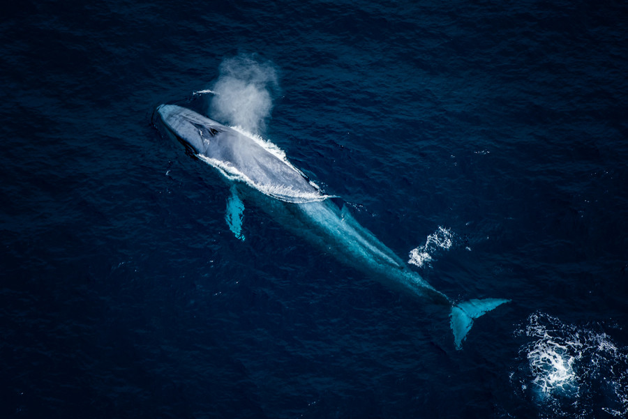 Whale Watching Flights